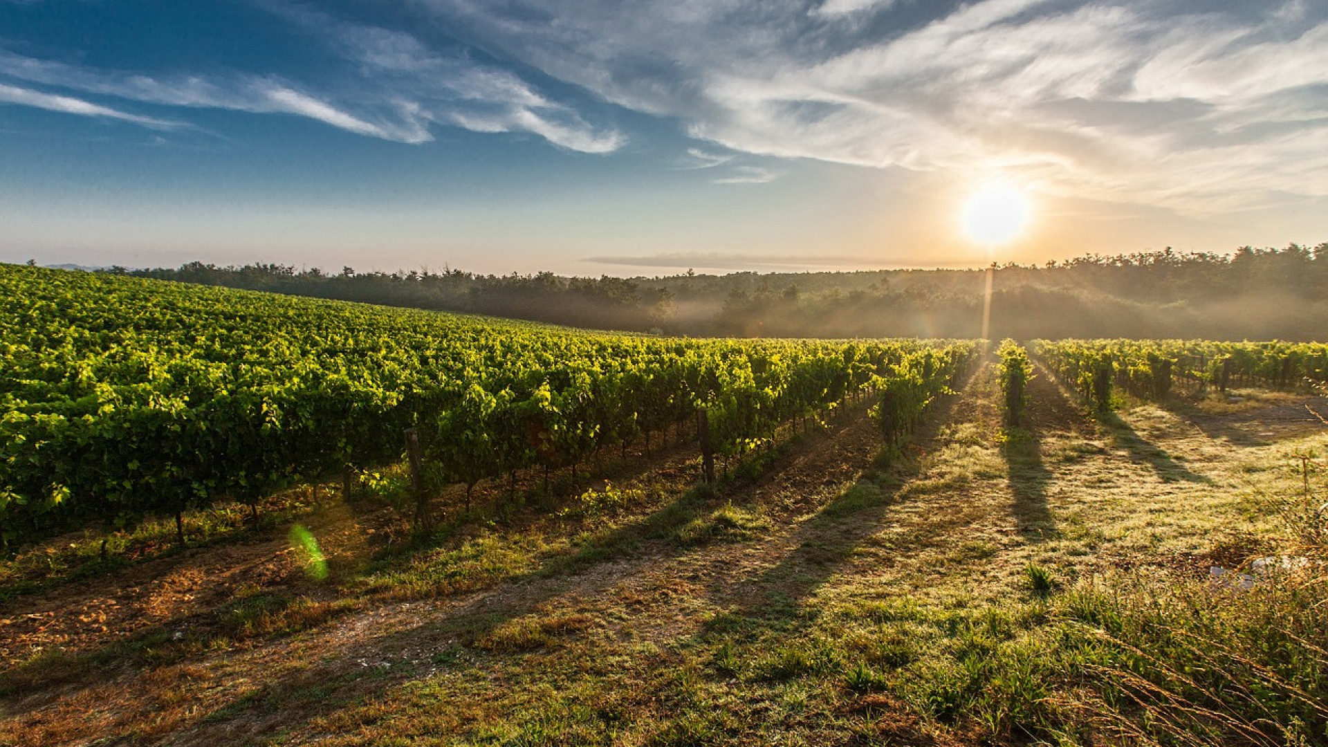 Découvrez la route des vins de Loire !